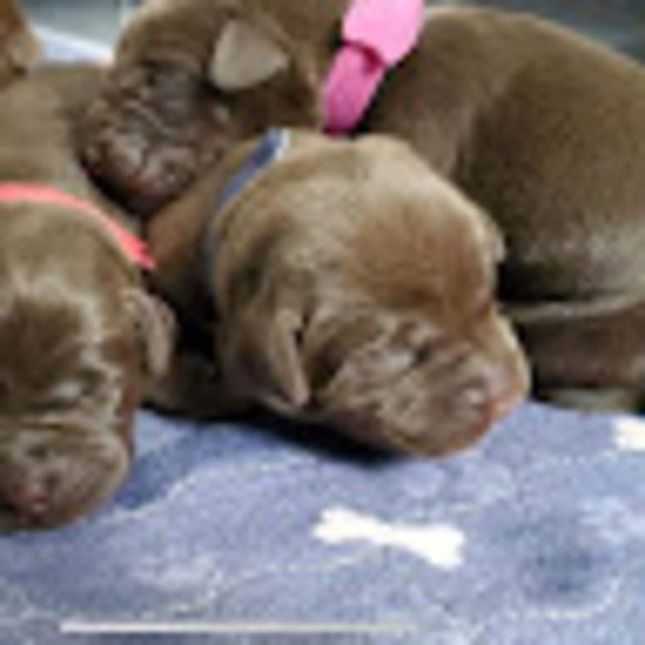 Meet your Posher, Amy - Picture 1 of 1